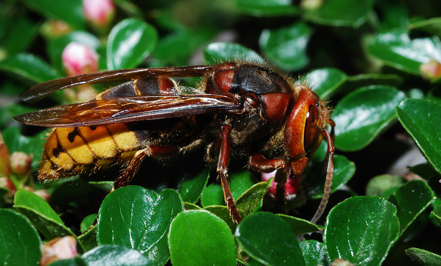 European hornet sting story