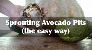 Growing sprouting avocado pits and growing avocados.