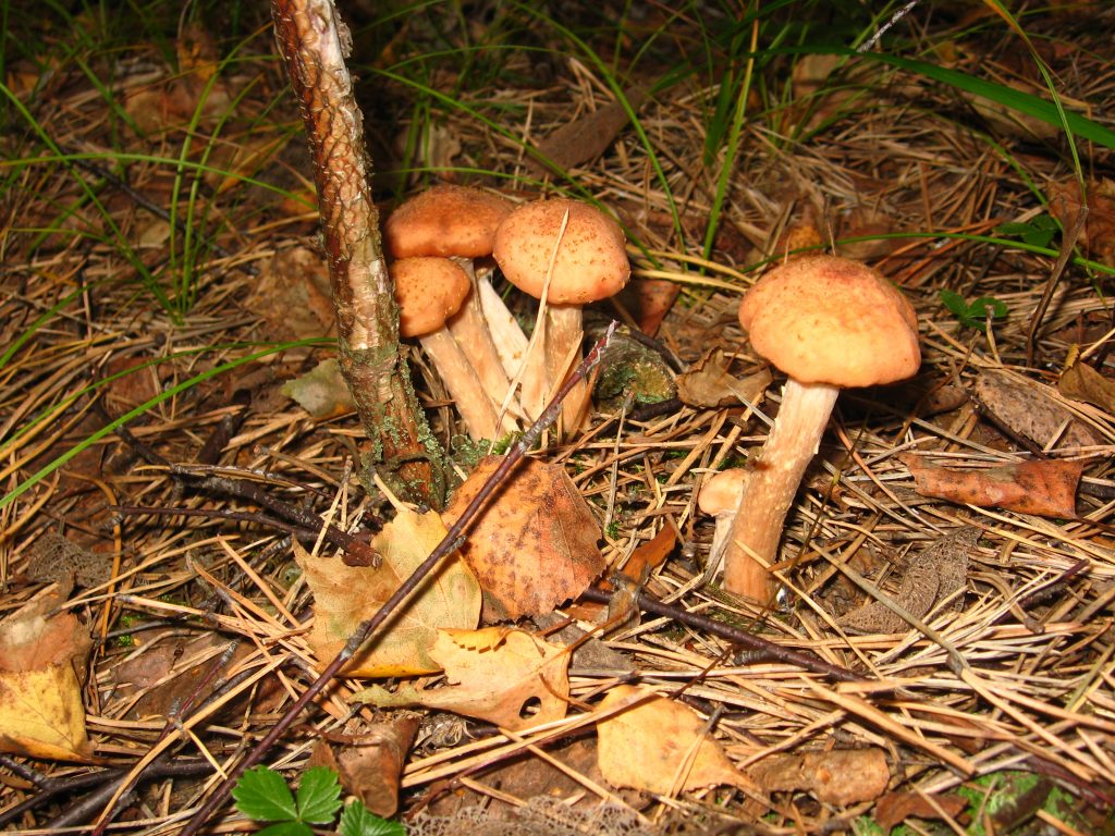 Wild Mushroom Foraging Identifying and Eating Foraged Plants The