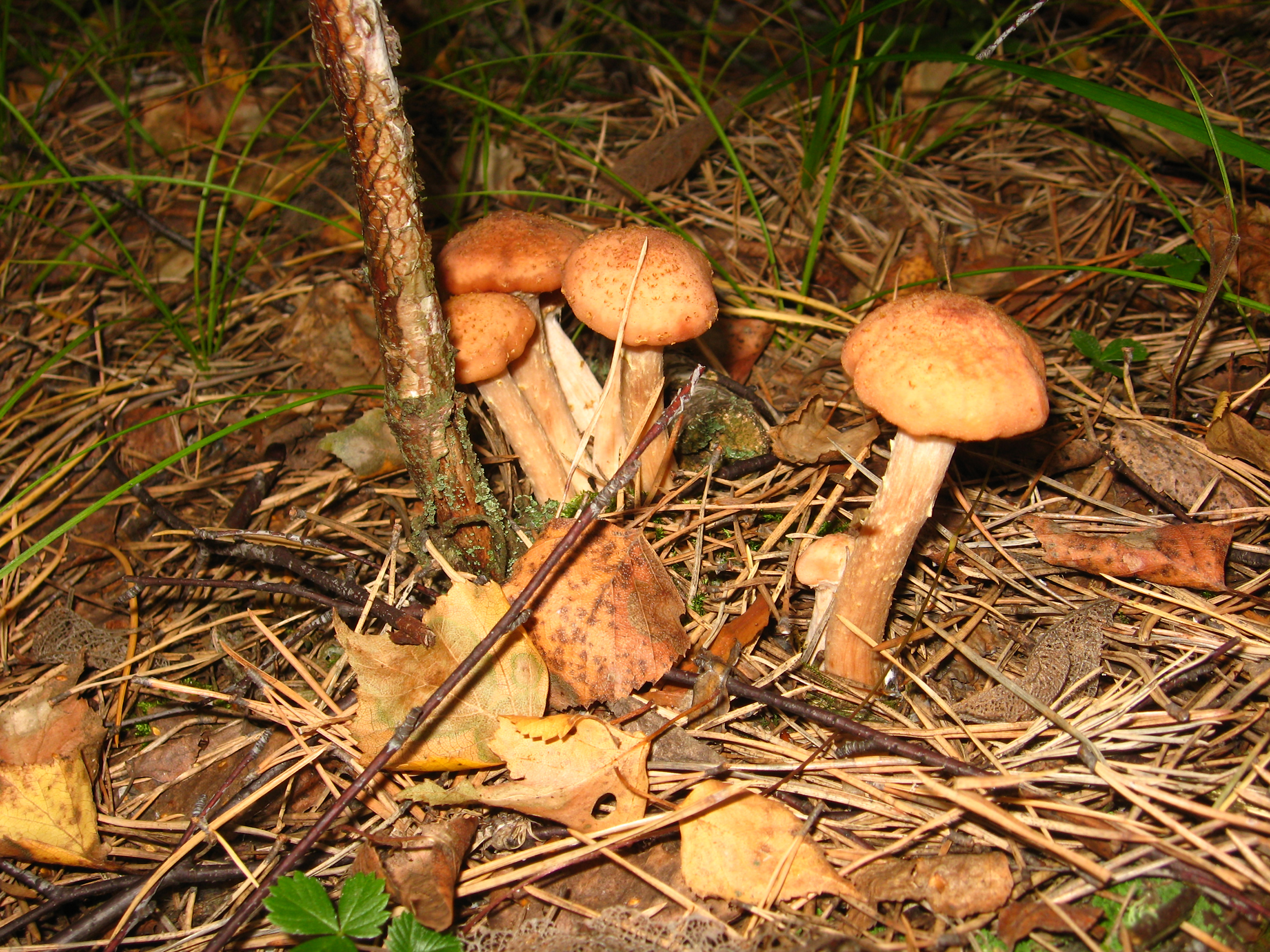 Wild mushroom foraging