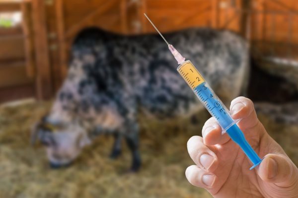 antibiotic-free meat: antibiotics in agriculture