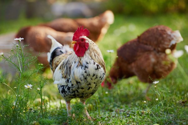 Antibiotics chicken meat