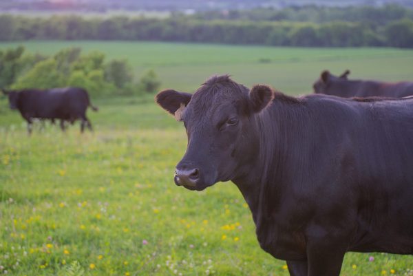 sourcing antibiotic-free beef