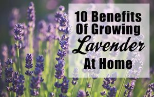 growing-lavender