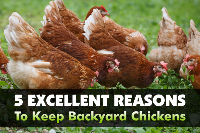 5 Excellent Reasons to Keep Backyard Chickens The Grow Network The