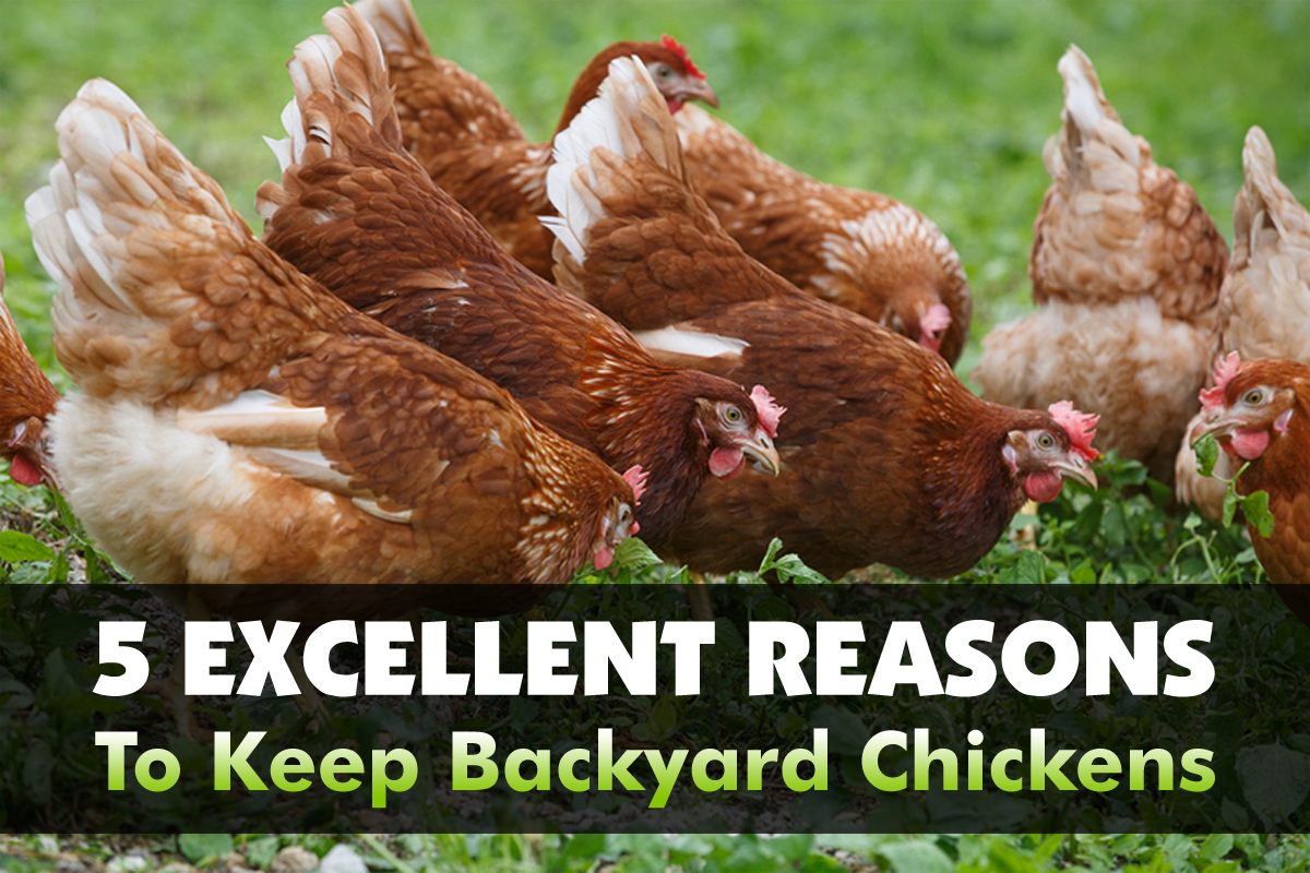 5 Excellent Reasons To Keep Backyard Chickens