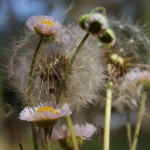 Weed_Bouquet_3