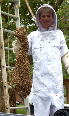 bee swarm