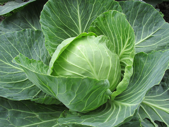 Organic cabbage is the essential ingredient you need for DIY sauerkraut. (The Grow Network)
