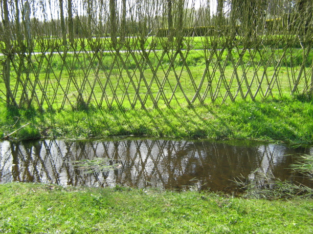 Living fence made of willows