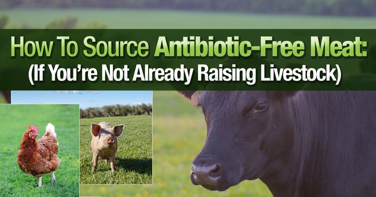 Antibiotic Free Meat