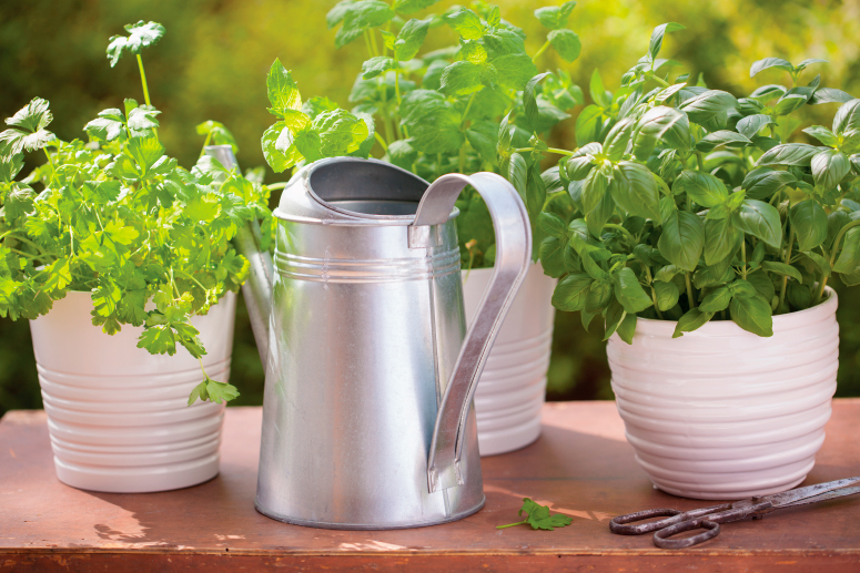 The Power of Herbs. How and why to grow an indoor herb garden. | The Grow Network