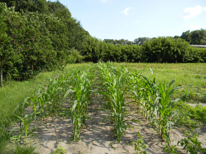 Planting Corn in Stands