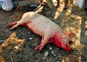 Pig Slaughter - The End of a Life