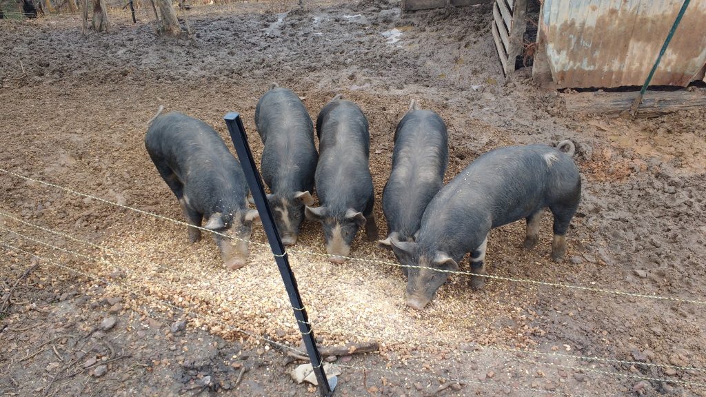 The Pig Slaughter - The Grow Network : The Grow Network