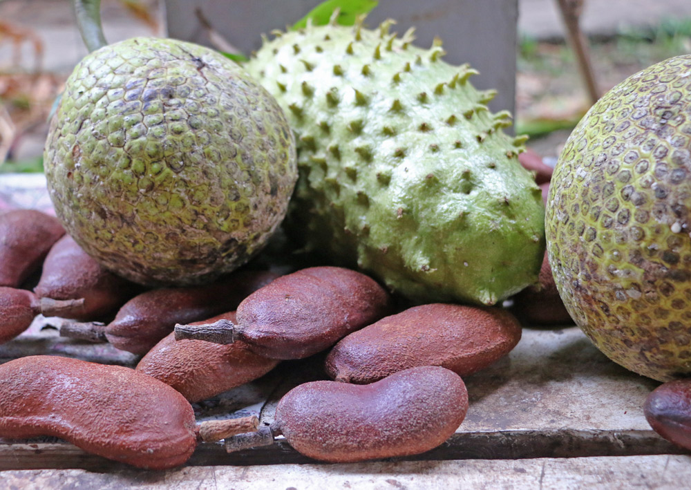Top 10 Tropical Staple Crops - Breadfruit