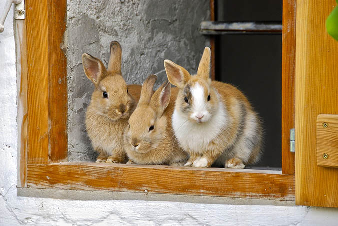 Here's how to raise meat rabbits. (The Grow Network)