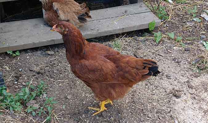 Buckeye chickens have pea combs. Smaller combs are less prone to frostbite during cold weather.