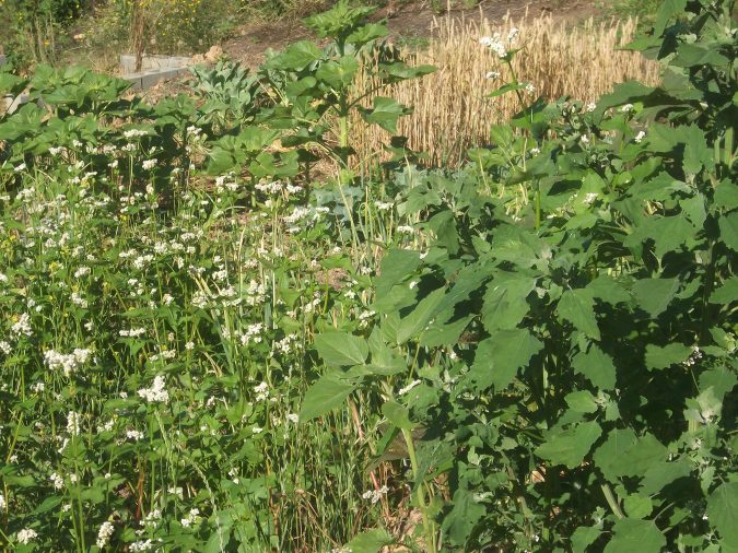 Creative tips for growing arugula, for adventurous gardeners (The Grow Network)