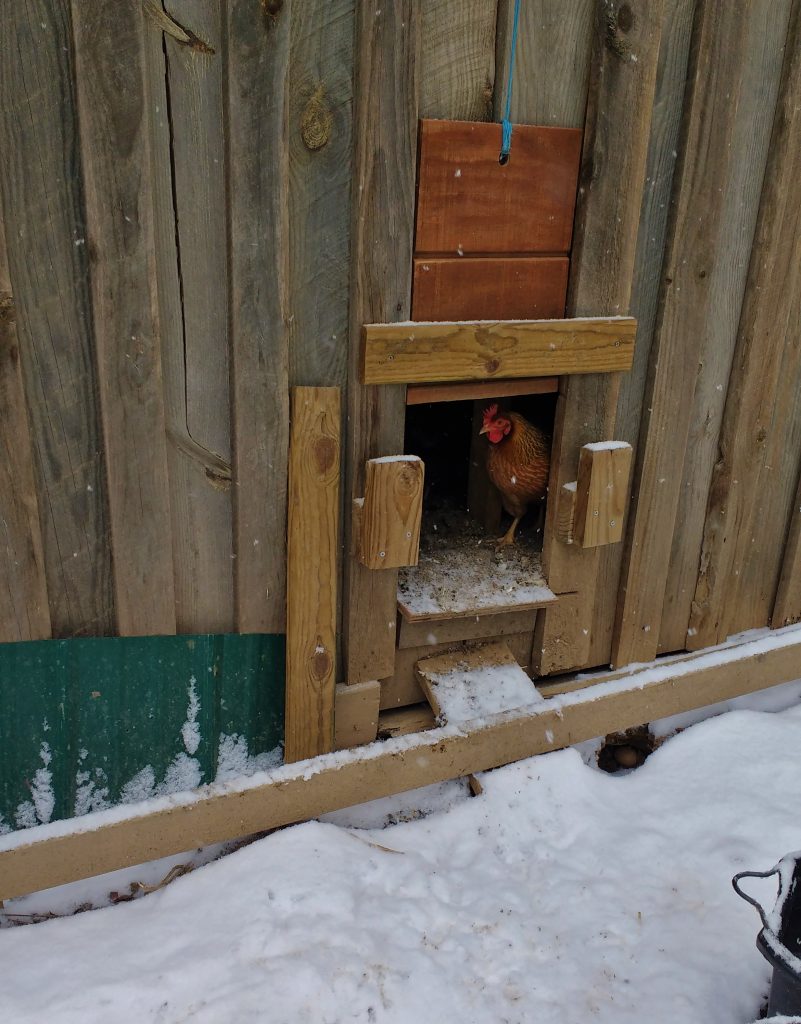How to Prevent (and Treat) Frostbite in Chickens The Grow Network