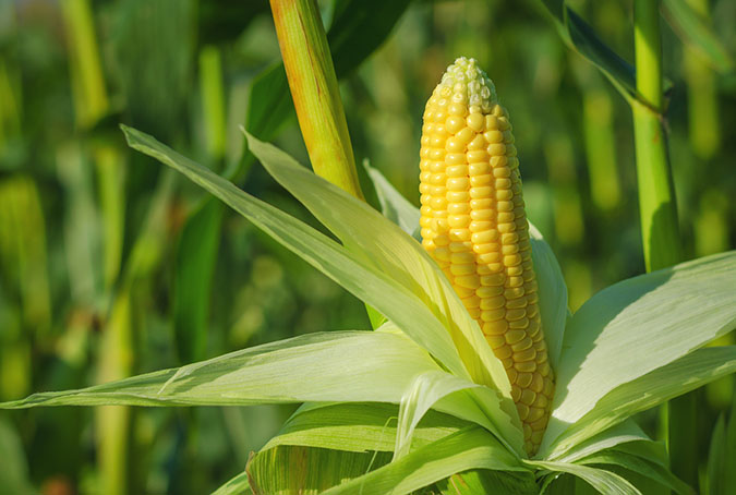 The symbiotic nature of the Three Sisters garden layout allows a trio of staple crops to thrive. (The Grow Network)