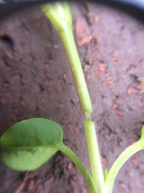 Weed Garden_Chickweed Broken Stem