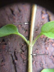 Weed Garden_Chickweed Hair Line Arrows