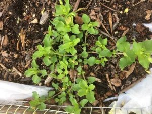 Weed garden - chickweed