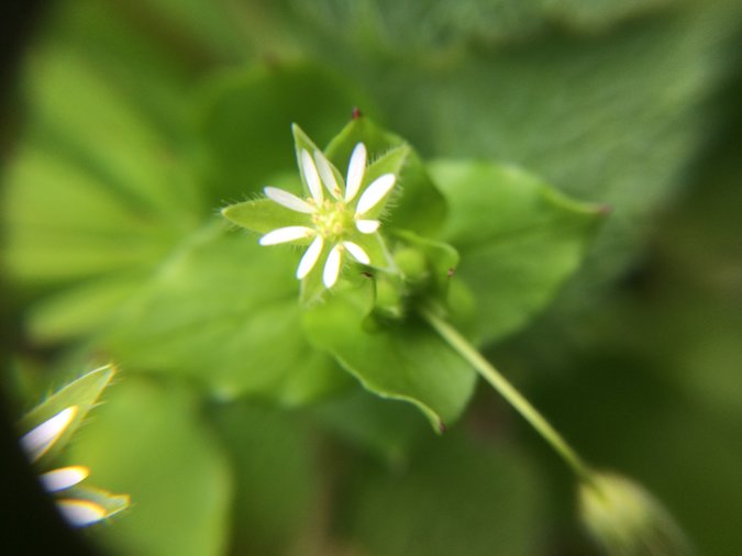 Weed garden - chickweed flower