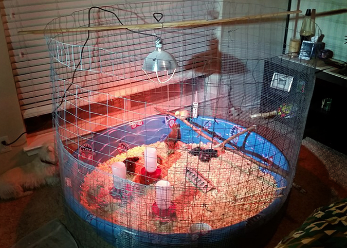 Kiddie Pool Chicken Brooder