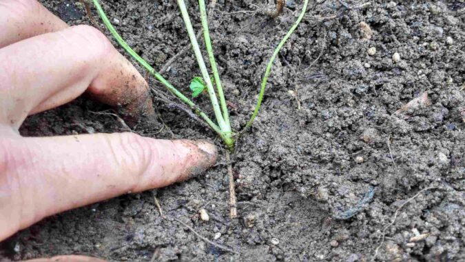 When transplanting parsley, make sure the crown does not sink below soil level. (The Grow Network)