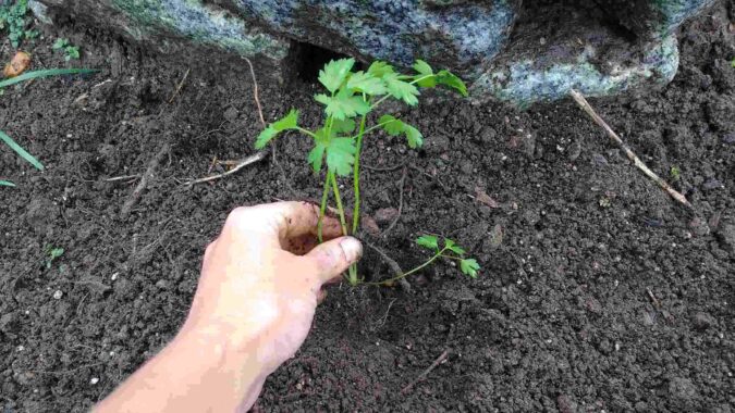 Growing parsley from seed to transplant size can take up to 10 weeks. (The Grow Network)