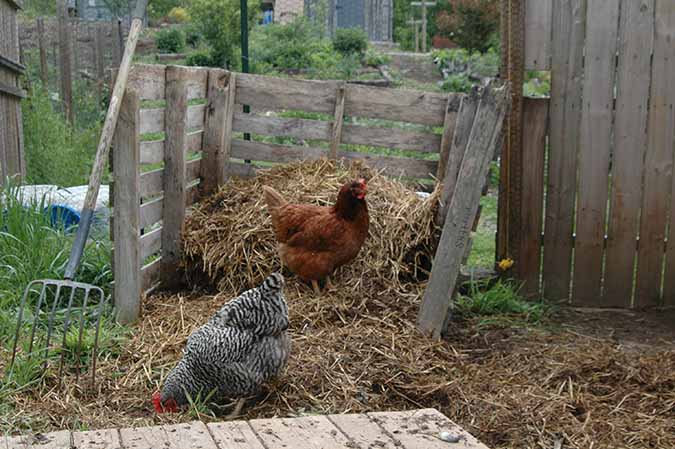 Compost - Crop Rotation