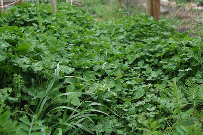 Cover Crop - Crop Rotation