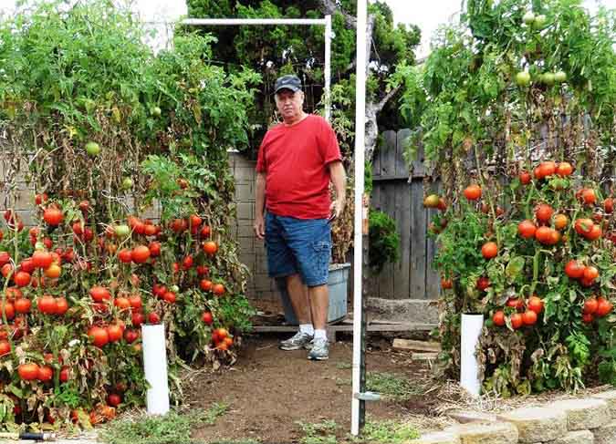 TGN Talks Tomatoes With Dave Freed, Local Changemaker