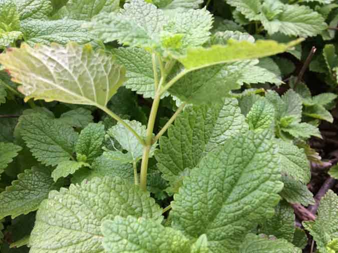 Wildcrafting Foraging Safely - Lemon Balm