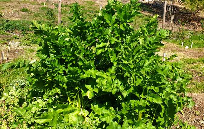 Parsnip - Crop Rotation