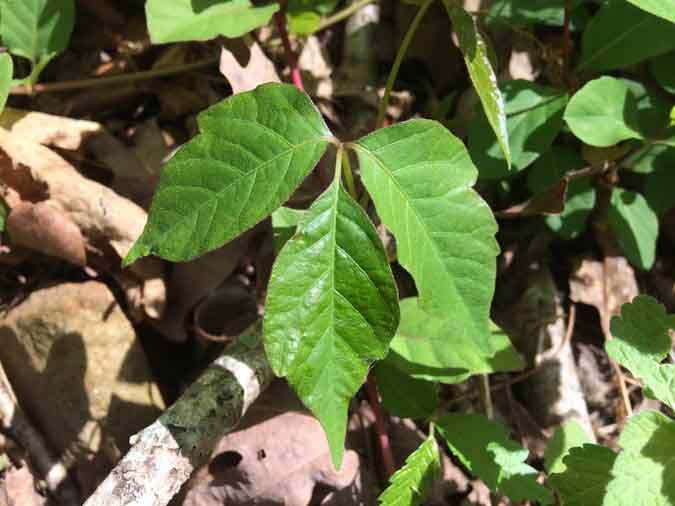 Foraging safely: Do you know what poison ivy looks like? (The Grow Network)