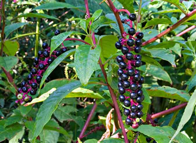 Pokeweed Berries and Greens 101: How to Eat & Use Them Safely