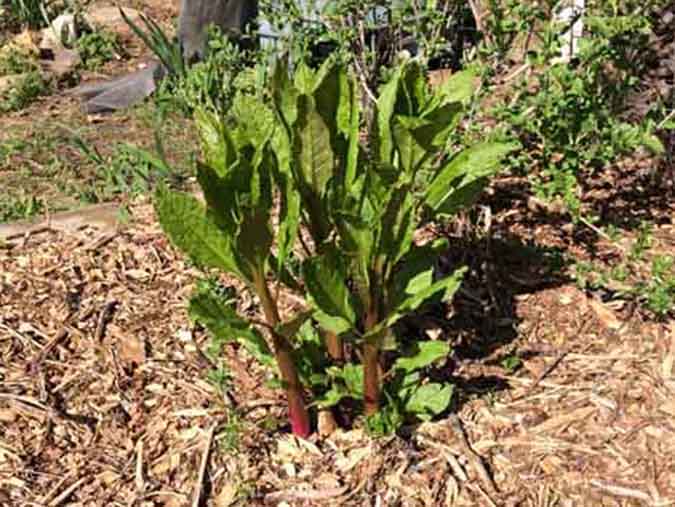 Harvest American pokeweed leaves and stems from young plants no more than 6-10 inches tall. (The Grow Network)