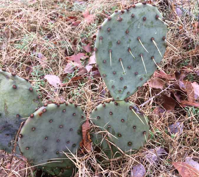 Homemade Pizza - Healthier Toppings - Prickly Pear