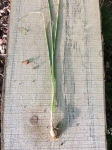 Wildcrafting Foraging Safely - Wild Onion