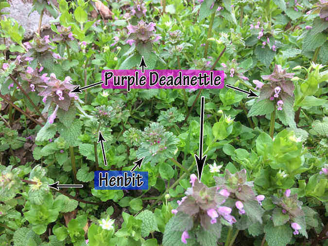 Weed Garden Henbit Deadnettle