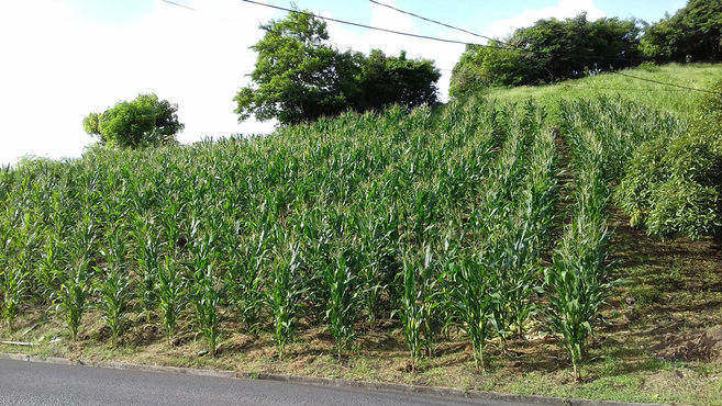 Planting Corn in Stations on Hillside