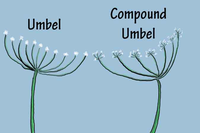 Part of wildcrafting and foraging safely means being "humble with the umbels." If you see a plant with umbels, you’d better be 110% sure of what it is before you harvest and use it. (The Grow Network)