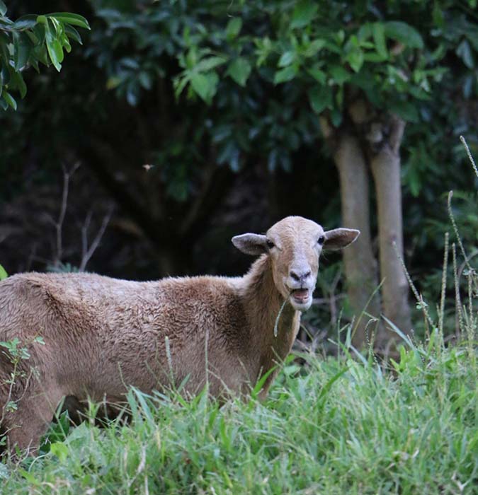 Happy goat eating grass