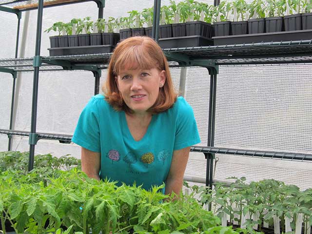 Robin Wyll, Tomato-growing tips from the experts
