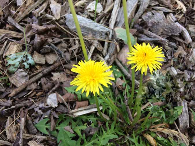 Using Dandelions for Food and Medicine