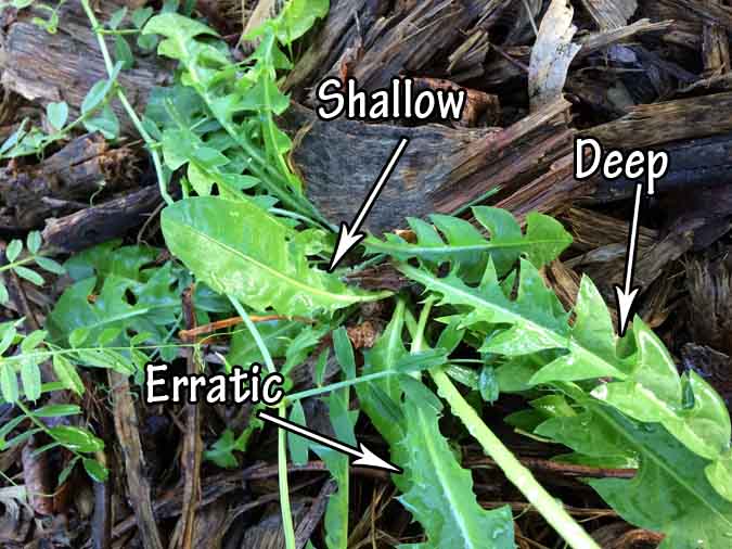 Using Dandelions for Food and Medicine: Identifying the leaves