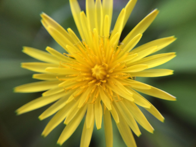 Dandelions are the king of weeds! (The Grow Network)